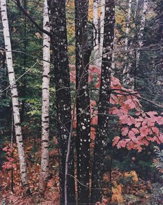 Maple And Birch Trunks And Oak Leaves, Passaconaway, New Hampshire, October 7, 1956 — Eliot Porter