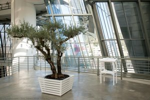 Wish Tree For Bilbao — Ono Yōko