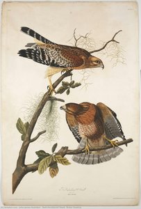 John James Audubon