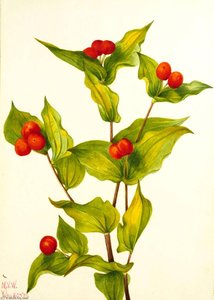 Fairy Bells (disporum Hookeri)
