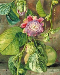 Foliage, Flowers And Fruit Of The Granadilla, Jamaica — Marianne North
