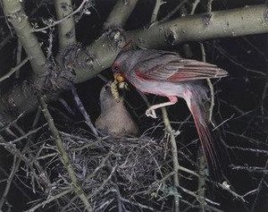 Pyrrhuloxia, Male And Female — Eliot Porter