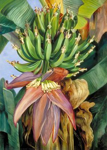 Flowers And Young Fruit Of The Chinese Banana — Marianne North