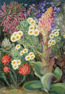 A Selection Of Flowers From Table Mountain, Cape Of Good Hope — Marianne North