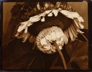 Sunflower — Edward Steichen