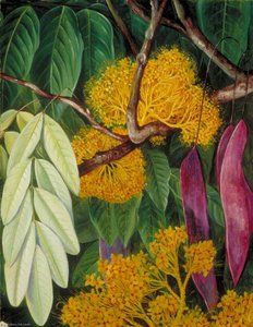 Foliage, Flowers And Fruit Of A Malayan Tree — Marianne North