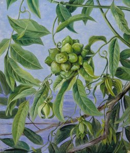 A Climber In Flower And Fruit, Sarawak, Borneo — Marianne North