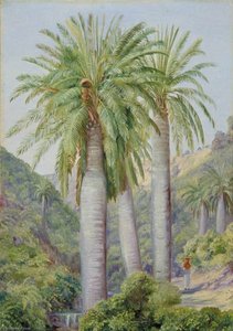 Chilian Palms In The Valley Of Salto — Marianne North