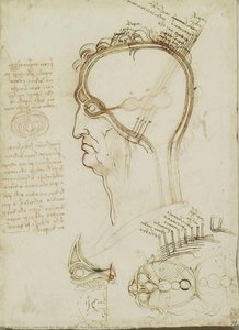 Recto: The Layers Of The Scalp, And The Cerebral Ventricles. Verso: Studies Of The Head — Leonardo Da Vinci