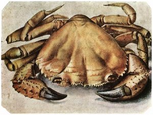 Lobster — Albrecht Dürer